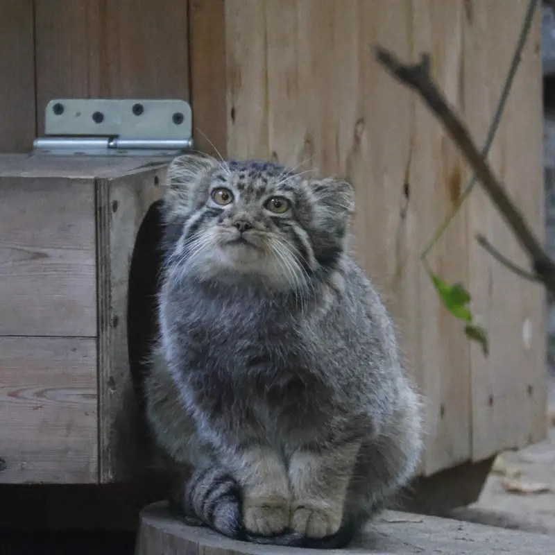 ノヴォシビルスク動物園のイヴの子（2026年生まれ）Ⅴの写真