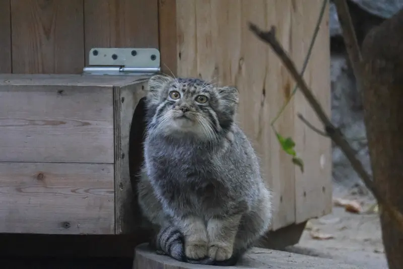 ノヴォシビルスク動物園のマヌルネコの写真