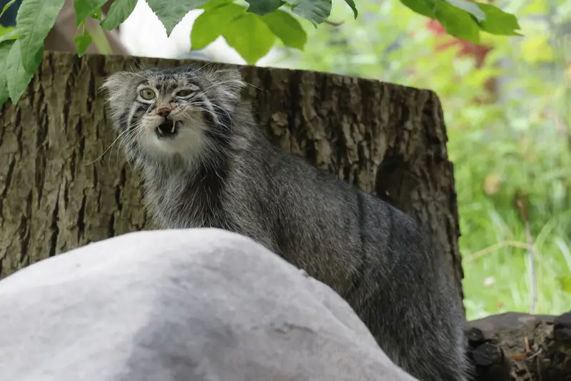モスクワ動物園のティモフェイの写真