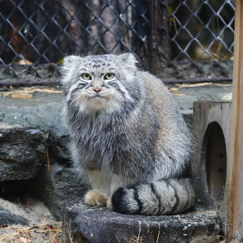 ノヴォシビルスク動物園のルフの写真