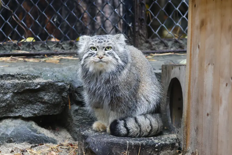 ノヴォシビルスク動物園のルフの写真
