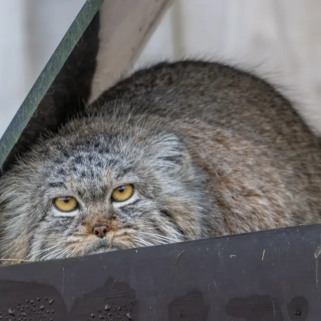 トレゴムール動物園のイウォークの写真