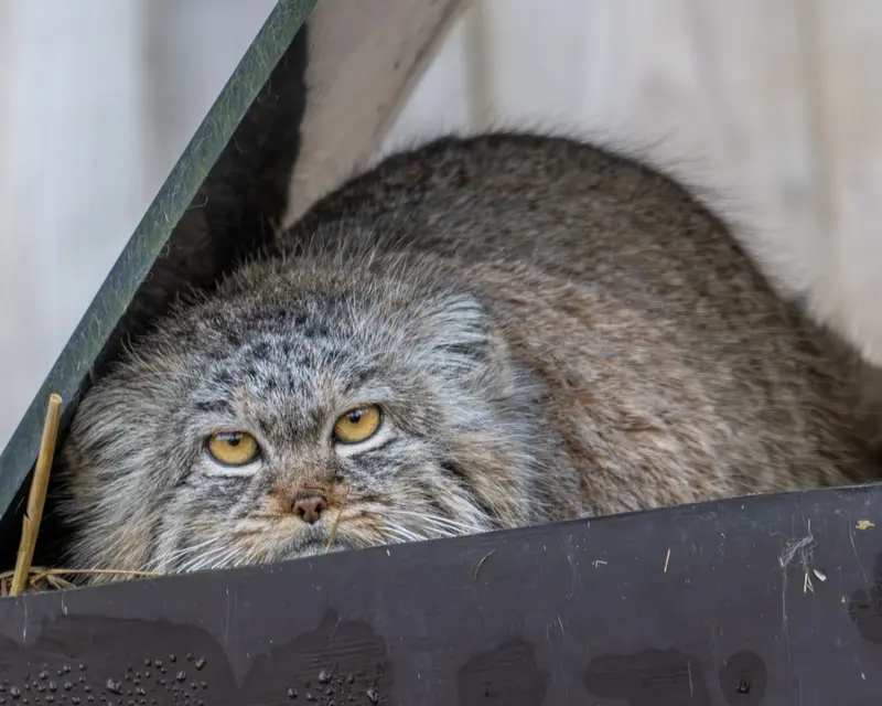 トレゴムール動物園のイウォークの写真