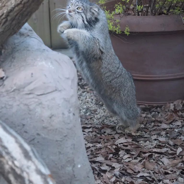 埼玉県こども動物自然公園のオトの写真