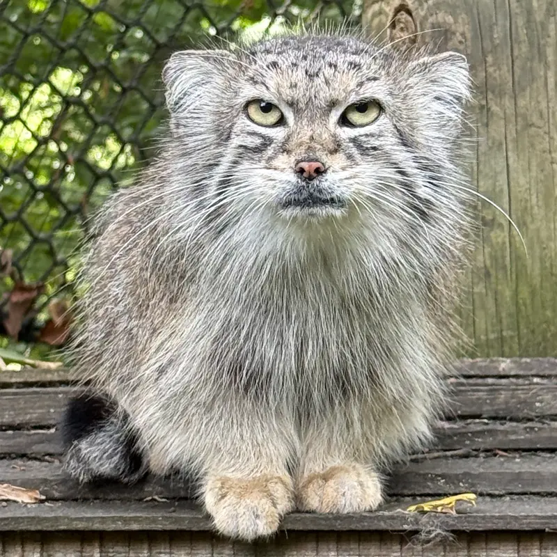 スミソニアン国立動物園のセバの写真