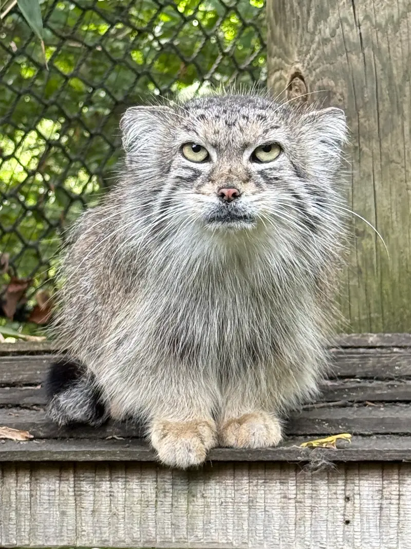 スミソニアン国立動物園のセバの写真