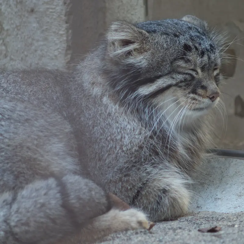 野毛山動物園のフィーガの写真