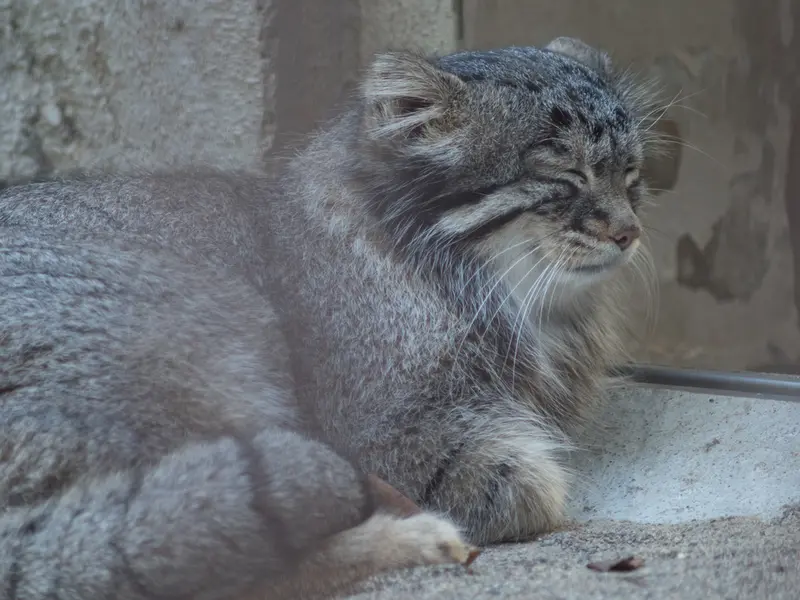 野毛山動物園のフィーガの写真