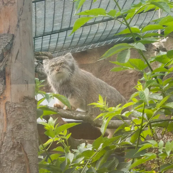 エディンバラ動物園のダッチェスの写真