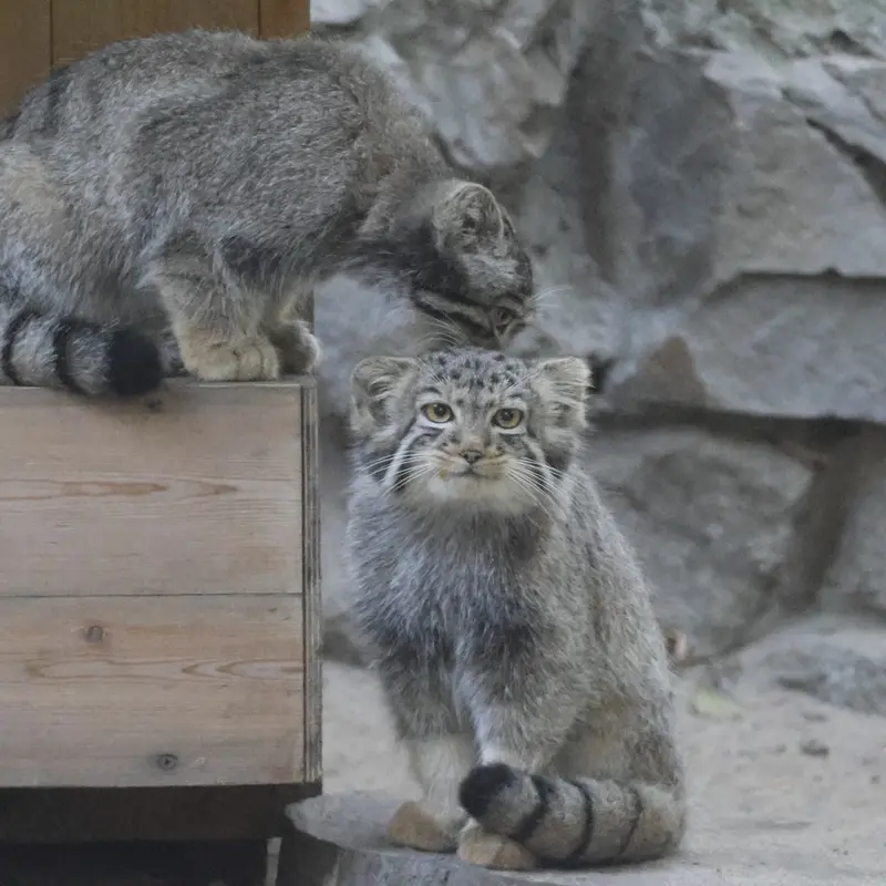 ノヴォシビルスク動物園のイヴの子（2026年生まれ）Ⅰとイヴの子（2026年生まれ）Ⅱの写真