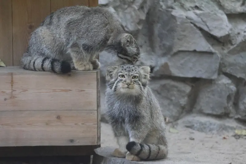 ノヴォシビルスク動物園のマヌルネコの写真