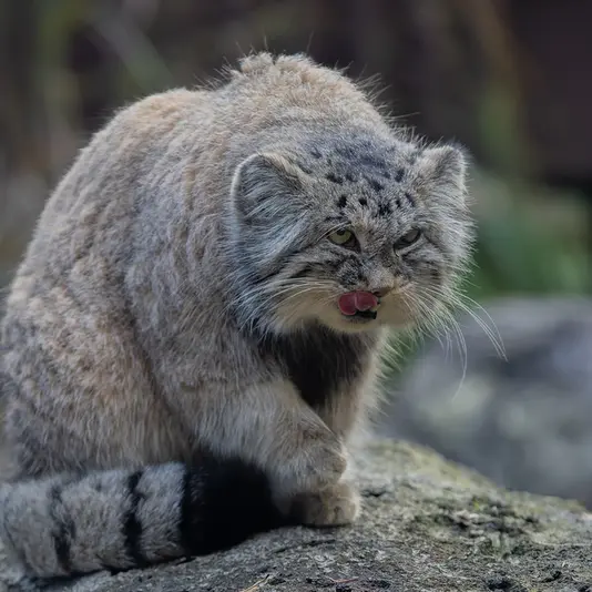 オストラヴァ動物園のモイラの写真