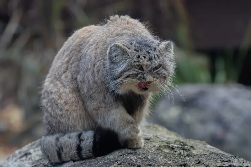 オストラヴァ動物園のモイラの写真