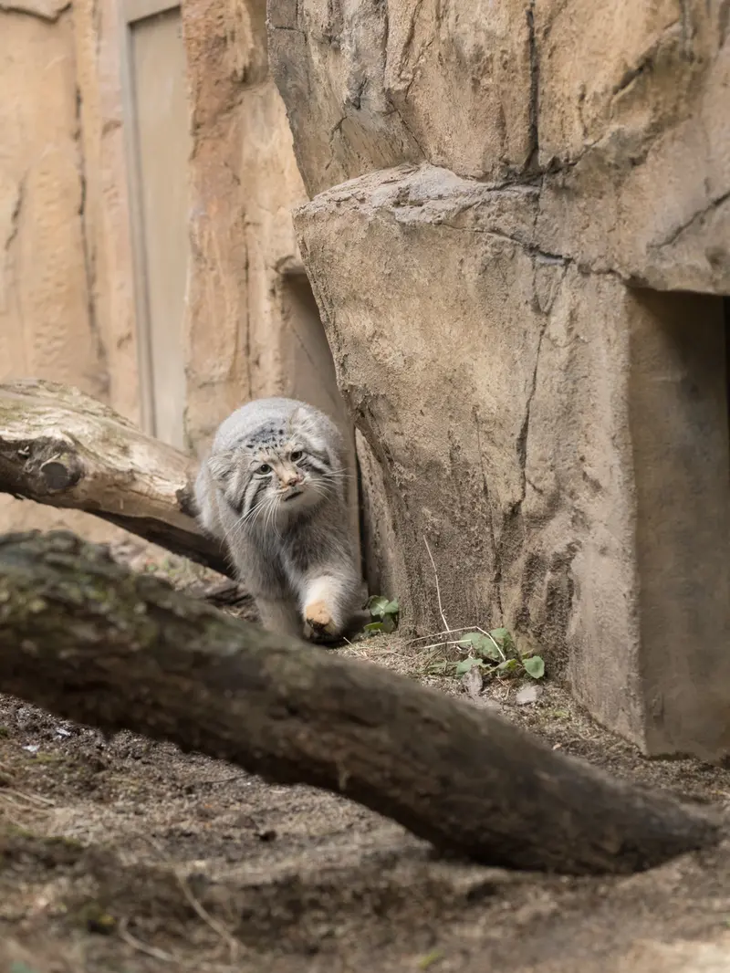 那須どうぶつ王国のナゴムの写真