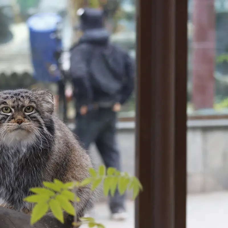 モスクワ動物園のティモフェイの写真