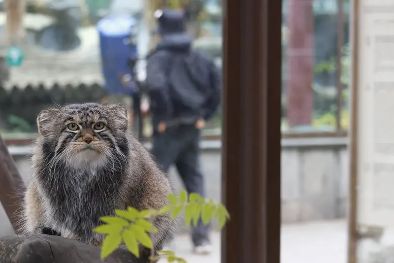 モスクワ動物園のティモフェイの写真