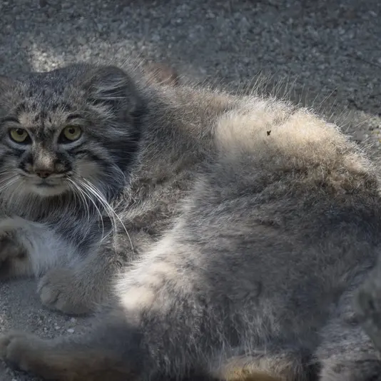 コシツェ動物園のアイセンの写真