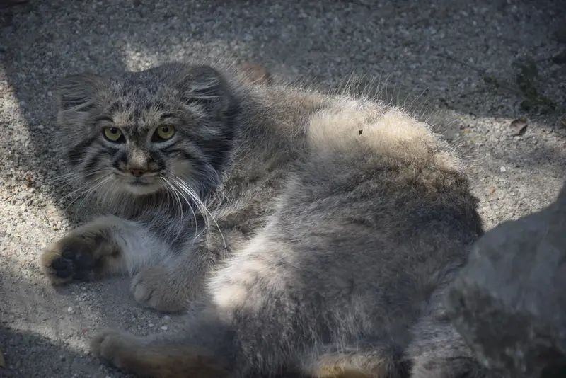 コシツェ動物園のアイセンの写真
