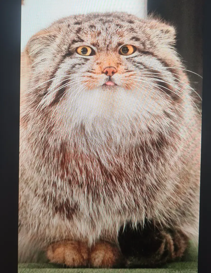 マヌルネコの写真