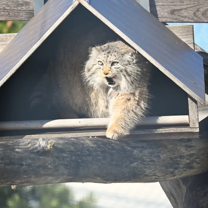 コルケアサーリ動物園のミミの写真