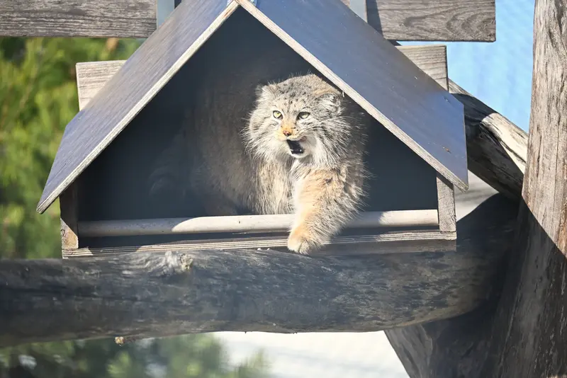 コルケアサーリ動物園のミミの写真