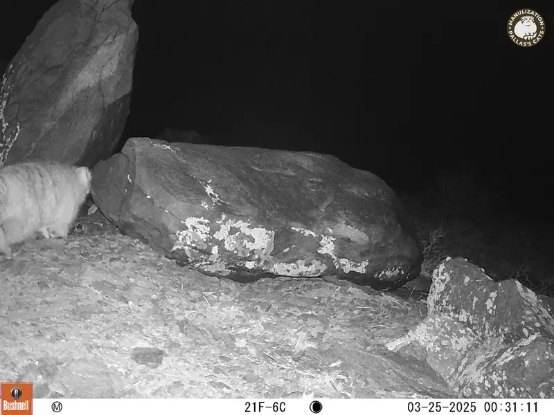 コシュカルカメラトラップで撮影したOtocolobus manul manulの写真