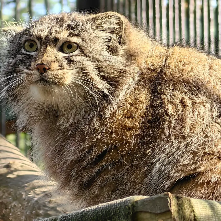 ノヴォシビルスク動物園のグレイの写真