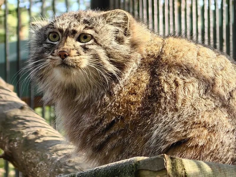 ノヴォシビルスク動物園のグレイの写真