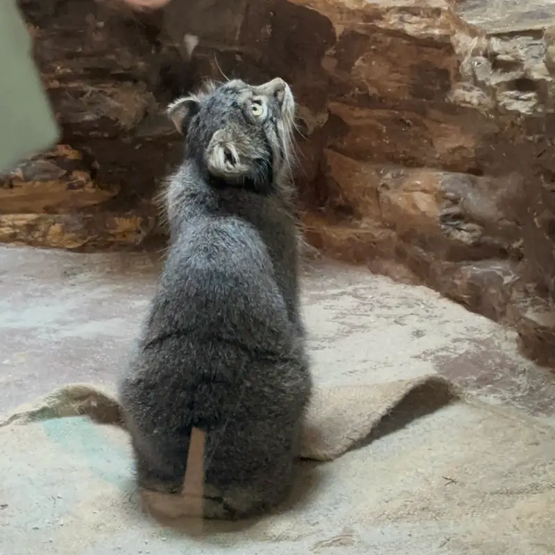 恩賜上野動物園のマヌルネコの写真
