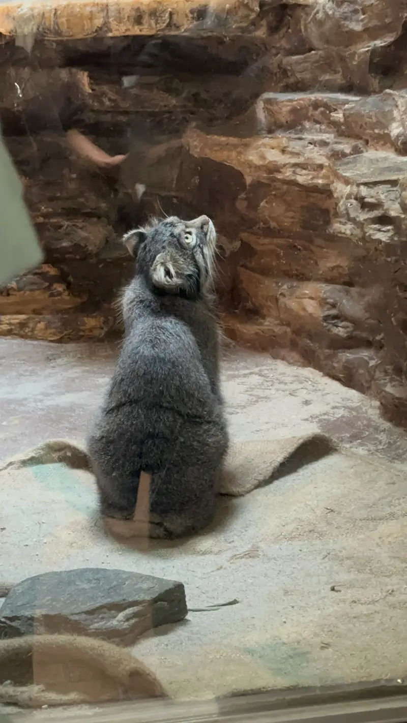 恩賜上野動物園のマヌルネコの写真