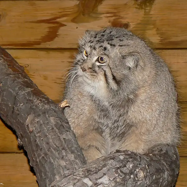 レニングラード動物園のセザールの写真