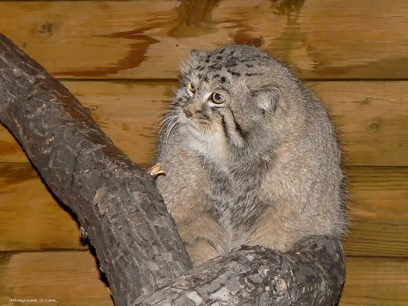 レニングラード動物園のセザールの写真