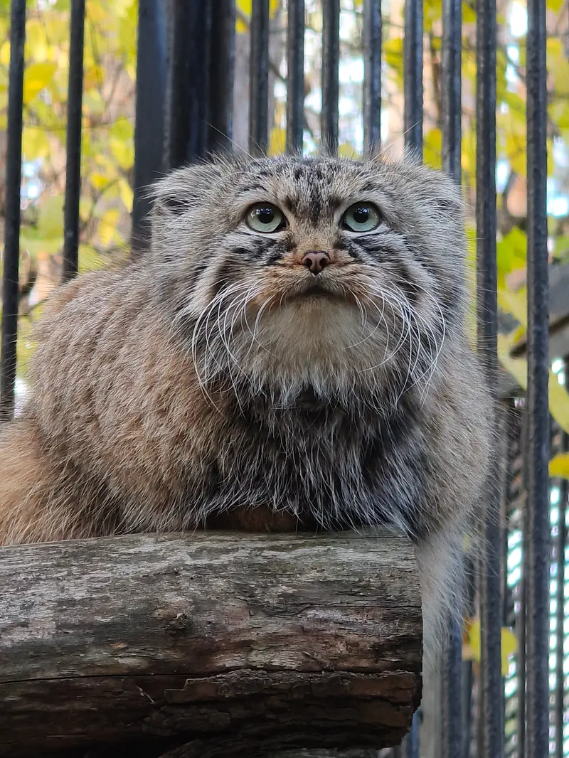ノヴォシビルスク動物園のガビの写真