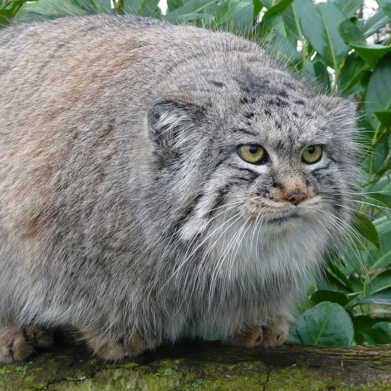 ビッグ・キャット・サンクチュアリのウェイ・シャンの写真