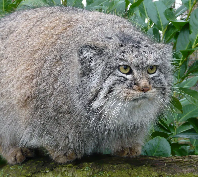 ビッグ・キャット・サンクチュアリのウェイ・シャンの写真
