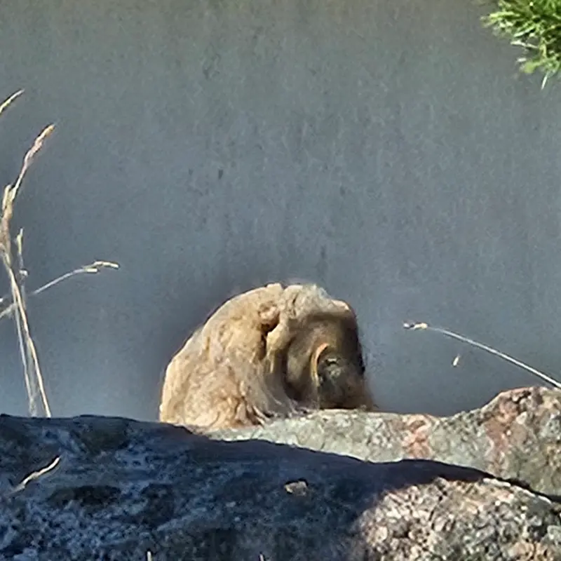 コルケアサーリ動物園のミミの写真
