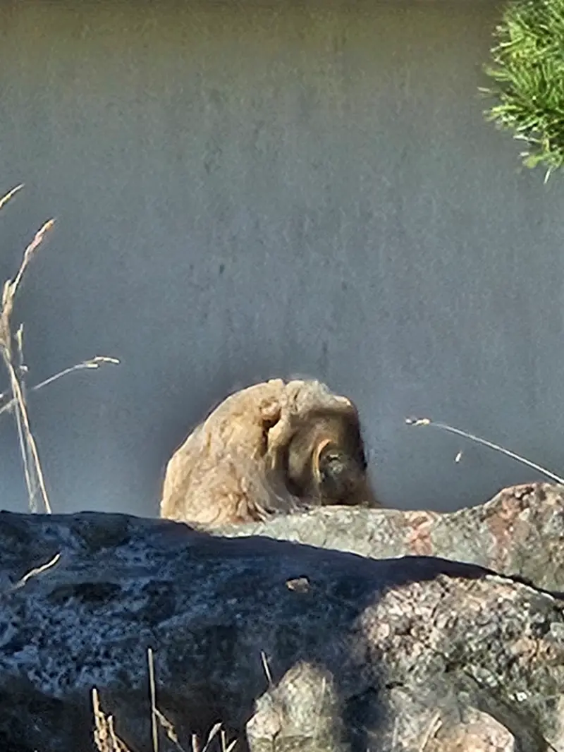 コルケアサーリ動物園のミミの写真