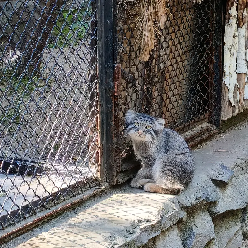 ノヴォシビルスク動物園のイヴの子（2026年生まれ）Ⅰの写真