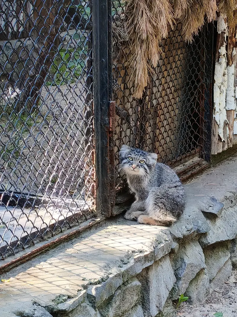 ノヴォシビルスク動物園のイヴの子（2026年生まれ）Ⅰの写真