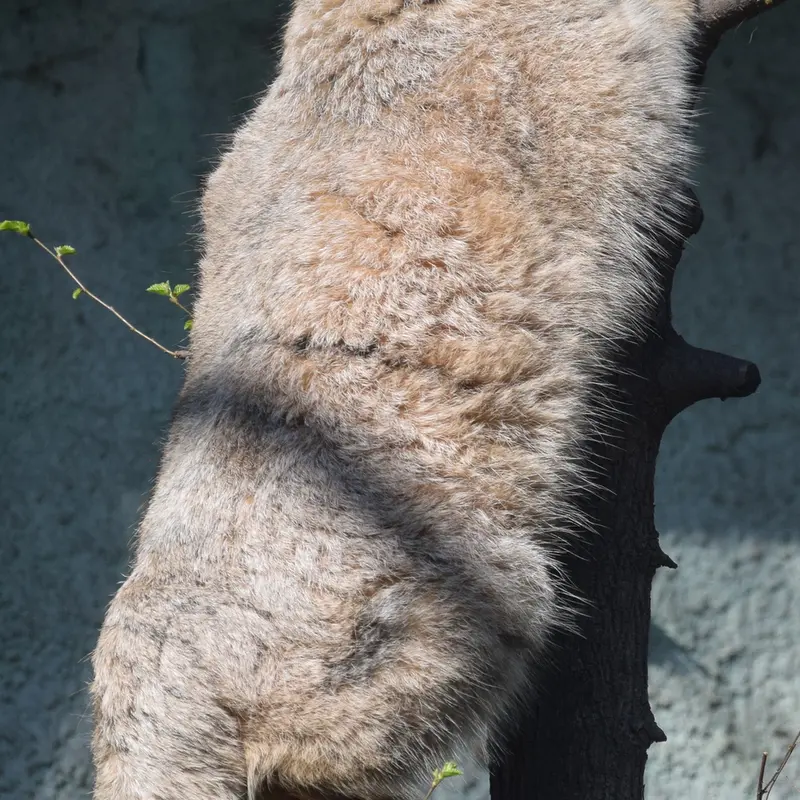 ブダペスト動物園＆植物園のルーシーの写真