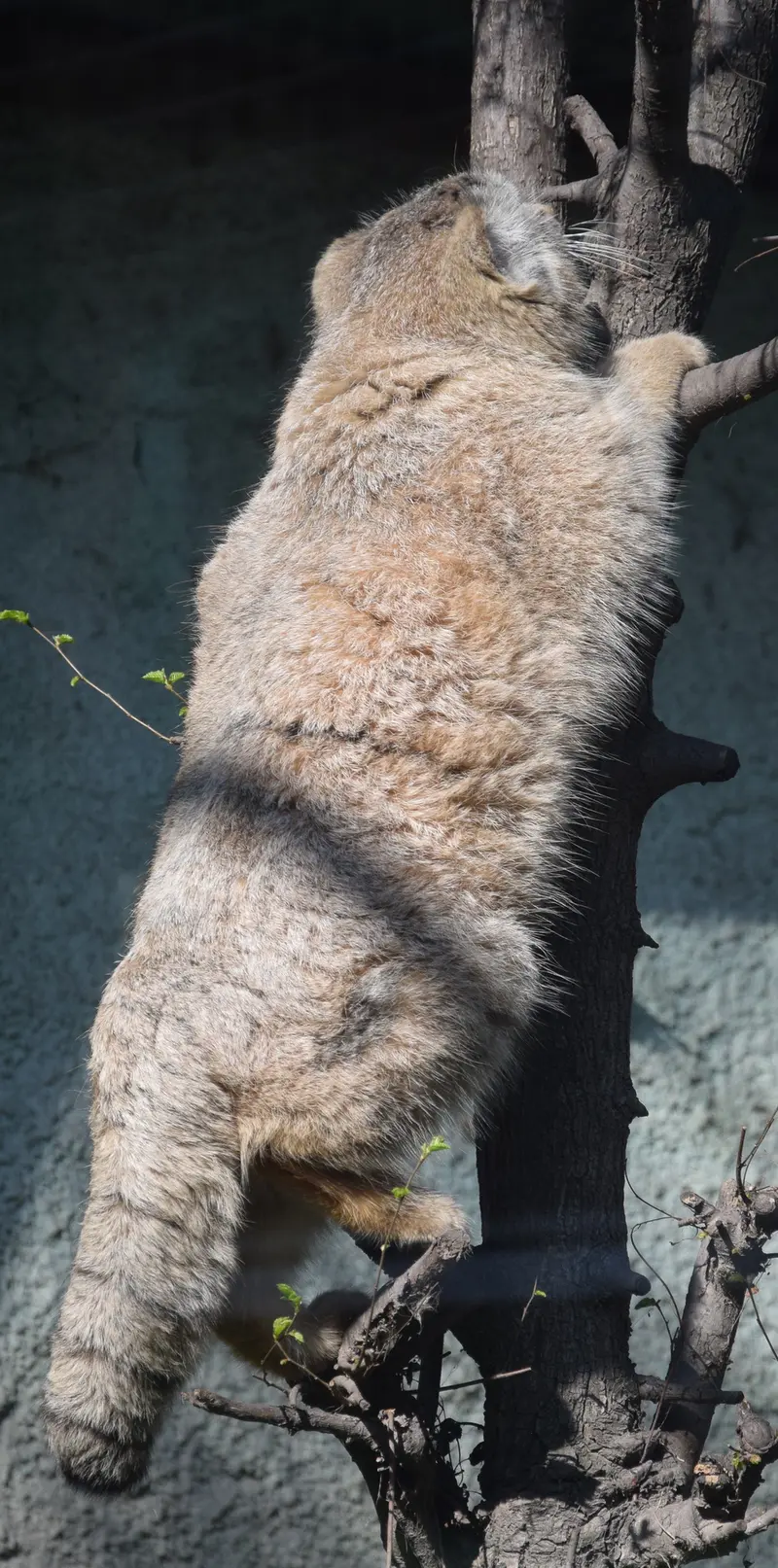 ブダペスト動物園＆植物園のルーシーの写真