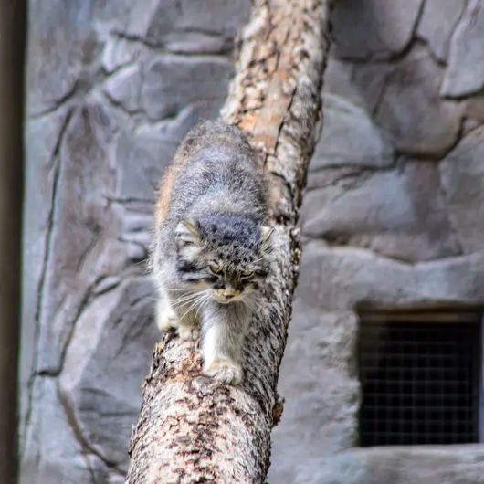 カルガリー動物園 / ワイルダー研究所のオラフの写真