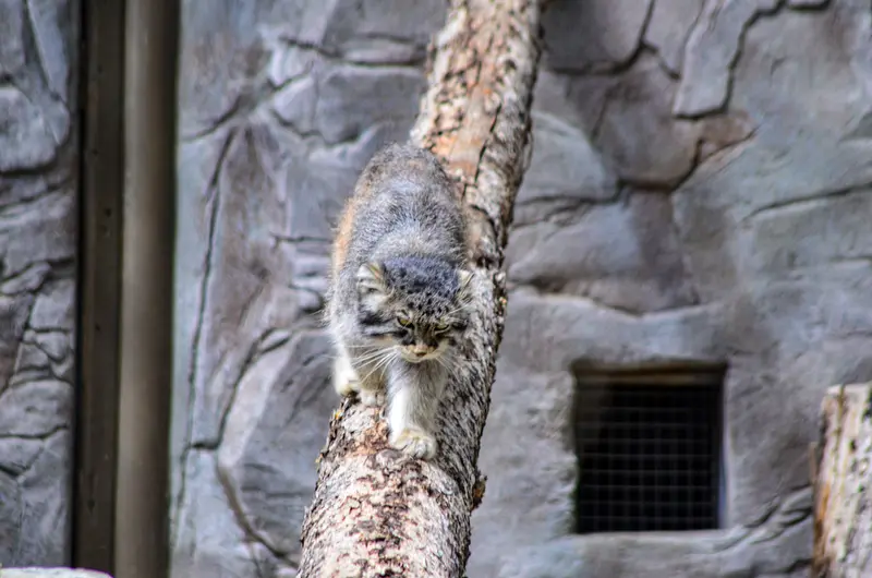 カルガリー動物園 / ワイルダー研究所のオラフの写真