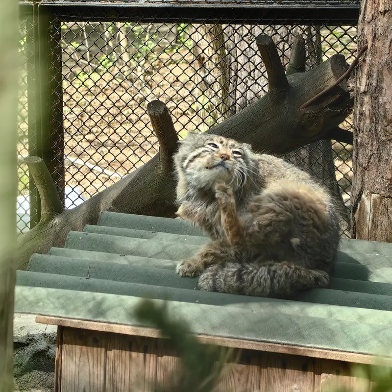 ノヴォシビルスク動物園のゼレノゴルスクの写真