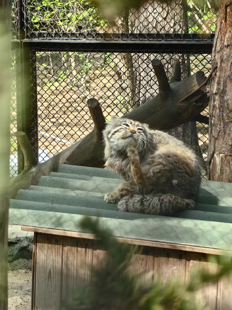 ノヴォシビルスク動物園のゼレノゴルスクの写真