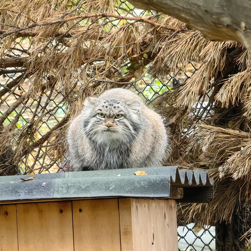 ノヴォシビルスク動物園のスネジンカの写真