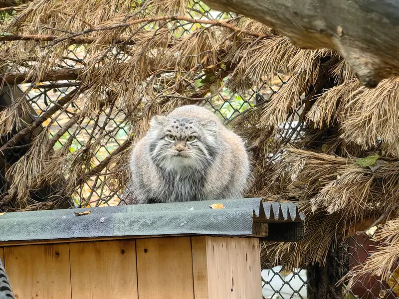 ノヴォシビルスク動物園のスネジンカの写真