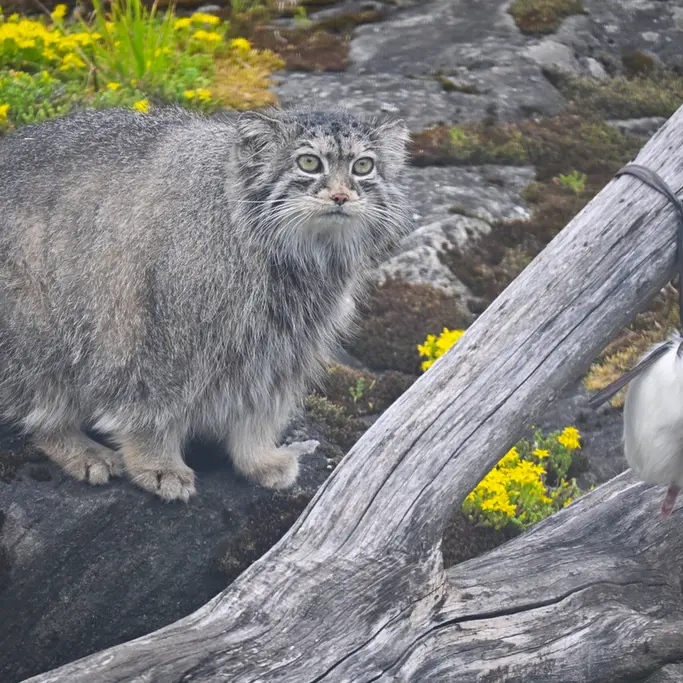 コルケアサーリ動物園のミミの写真