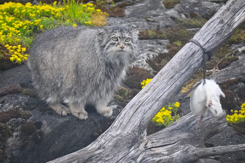 コルケアサーリ動物園のミミの写真