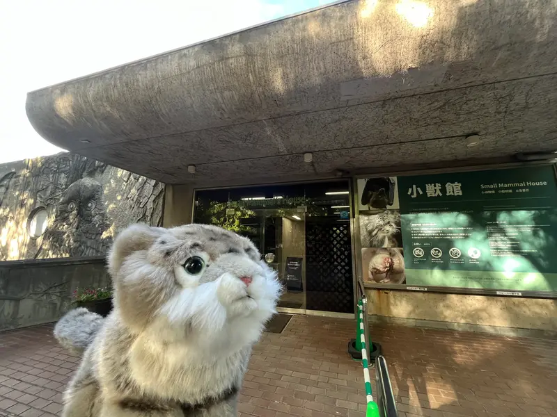 恩賜上野動物園のマヌルネコの写真